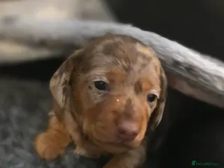 Miniature Dachshund dogs Miniature Dachshunds - Advert 5