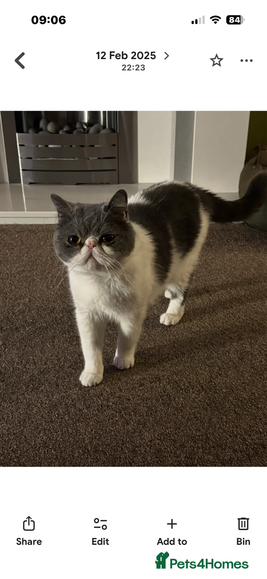 Exotic cats for sale: Exotic male in Halifax - Advert 1