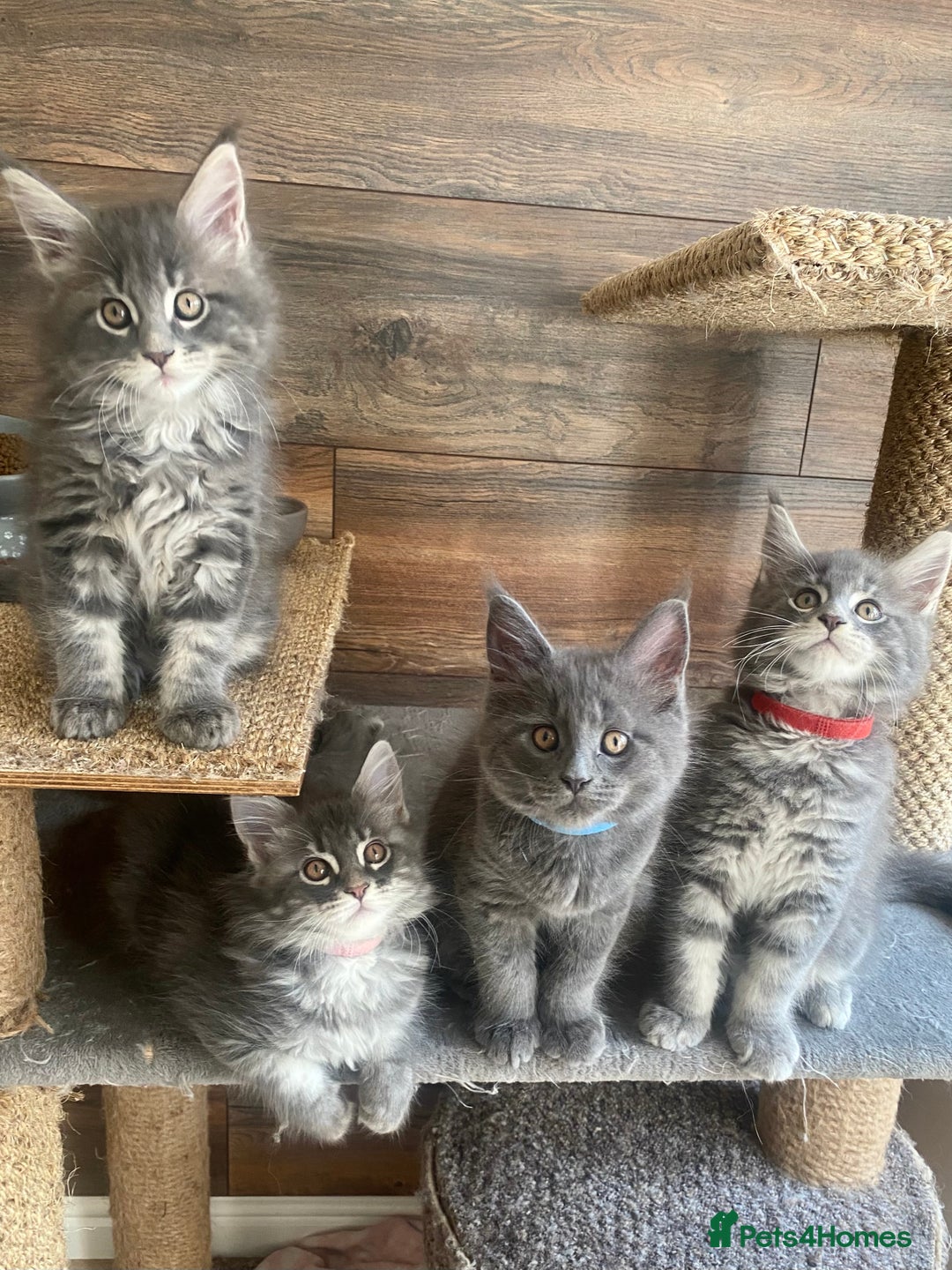 Maine Coon cats for sale: Pure Maine Coon Kittens READY TO LEAVE now! - Image 12