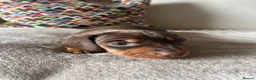 Miniature Dachshund dogs for sale: 3 Miniature Dachshund Puppies    in York - Advert 9