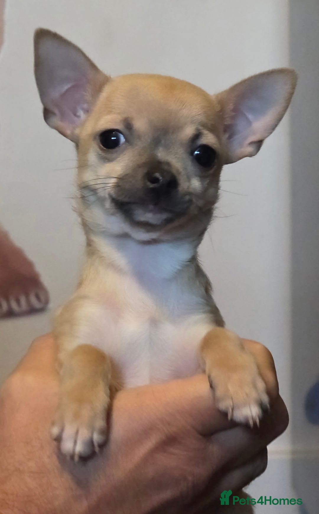 Chihuahua dogs for sale: Toy Chihauhau,1 cute girl left - Advert 13