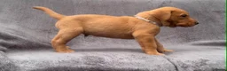 Labrador Retriever dogs for sale: working line Labrador retriever  - Advert 19
