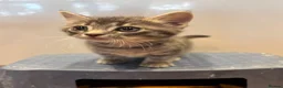 Mixed Breed cats for sale:      5 Beautiful Tabby Kittens Looking For Homes in Morden - Advert 11