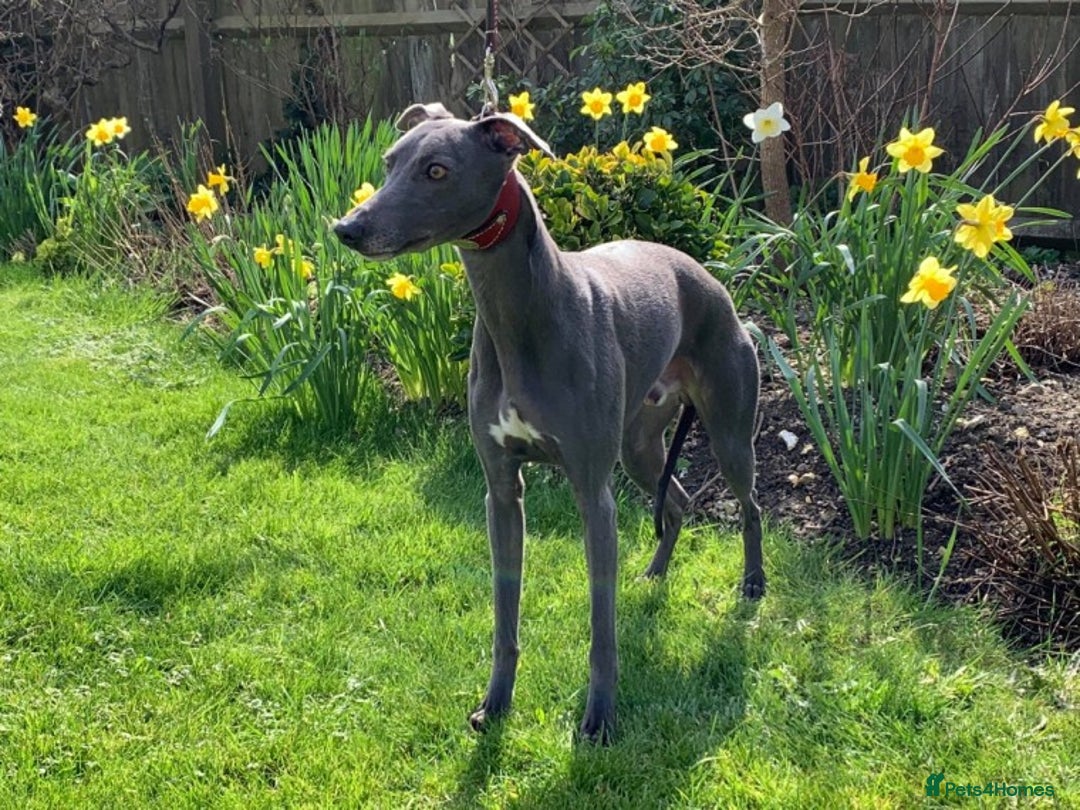 Whippet dogs for stud: BLUE PEDIGREE KC REGISTERED WHIPPET AT STUD in Salisbury - Image 1