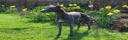 Whippet dogs for stud: BLUE PEDIGREE KC REGISTERED WHIPPET AT STUD in Salisbury - Advert 1