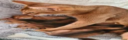 Abyssinian cats for sale: 4 Abysinnian registered boys - Advert 9