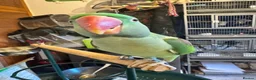 Parakeets birds for sale: DNA Certified Alexandrine Male Baby - Advert 11