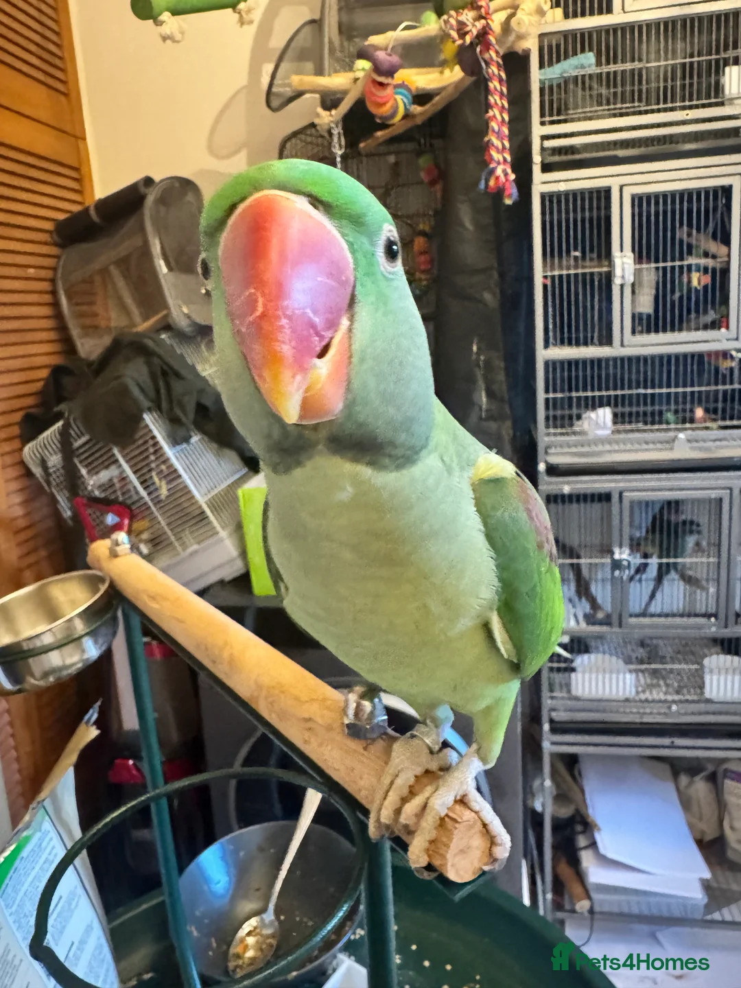 Parakeets birds for sale: DNA Certified Alexandrine Male Baby - Advert 11