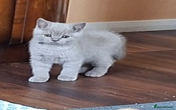 British Shorthair cats for sale: British Blue Short-hair 4 kittens for sale  - Image 14
