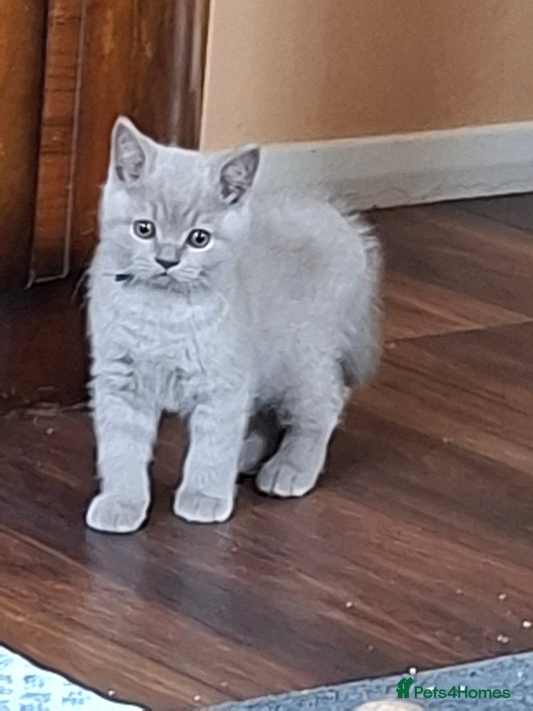 British Shorthair cats for sale: British Blue Short-hair 4 kittens for sale  - Image 14