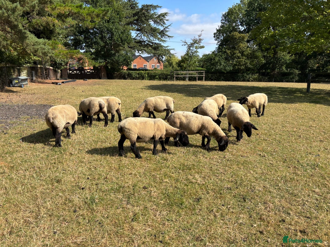 Sheep livestock for sale: Suffolk Ewes - Image 2