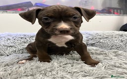 American Bull Staffy dogs for sale: Staffy Bull Puppies - Advert 29