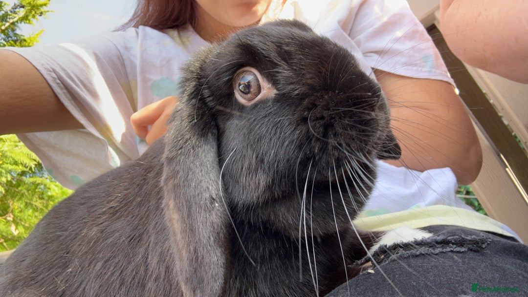 English Lop rabbits for sale: Millie  - Advert 1