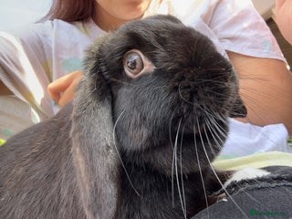 English Lop rabbits for sale: Millie - Advert 1