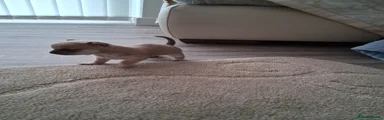 Chihuahua Puppy 1