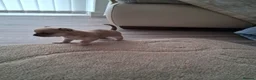 Chihuahua dogs for sale: Chihuahua puppies forsale Boy & Girl - Advert 9