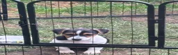 Jack Russell dogs for sale: 2 remaining Traditional Jack Russell’s  - Advert 2