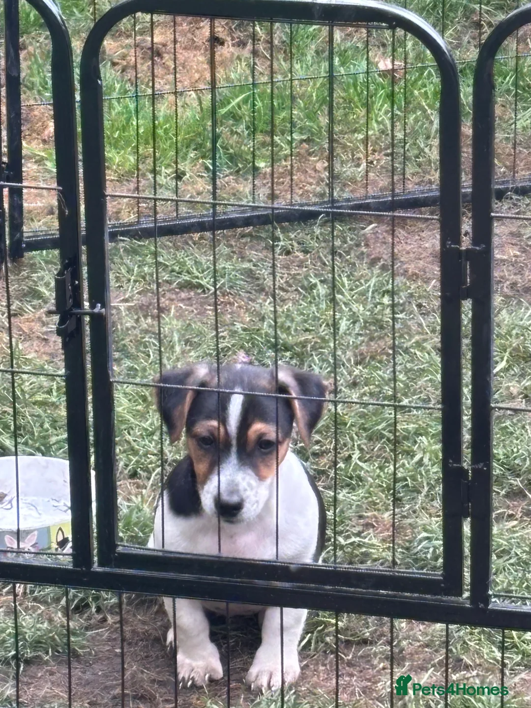 Jack Russell dogs for sale: 2 remaining Traditional Jack Russell’s  - Advert 2