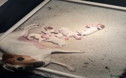 Jack Russell dogs for sale: Jack Russell Dog pup - Image 3