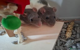 Rat rodents for sale: 2 Female rats +cage  - Image 1