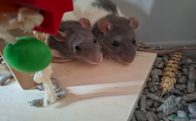 Rat rodents - Advert 3