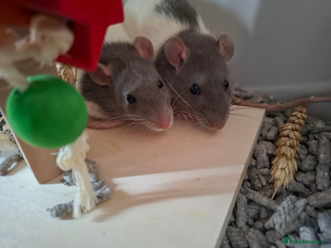 Rat rodents for sale: 2 Female rats +cage  - Image 1