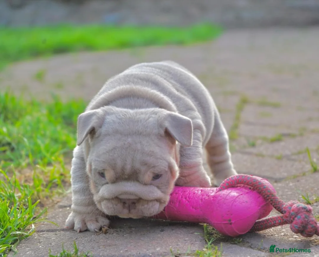 English Bulldog dogs for stud: CREATEABULLZ 🚨LOADED-LUX REDUCED  in Manchester - Advert 17