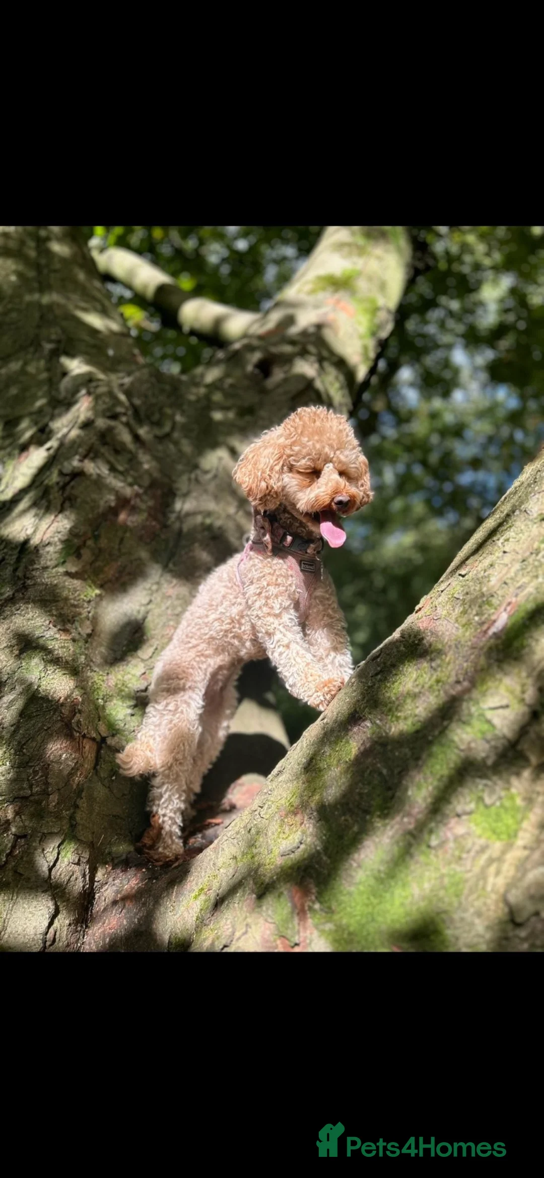 Miniature Poodle dogs for sale: Stunning Red Miniature Poodle Pups - Advert 11