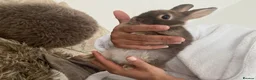 Mixed Breed rabbits for sale: Netherland & Lionhead Mix - Advert 4