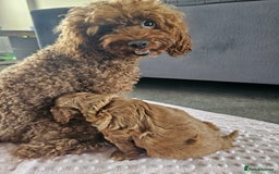 Cavapoo dogs for sale: Cavapoo dna clear  - Image 11
