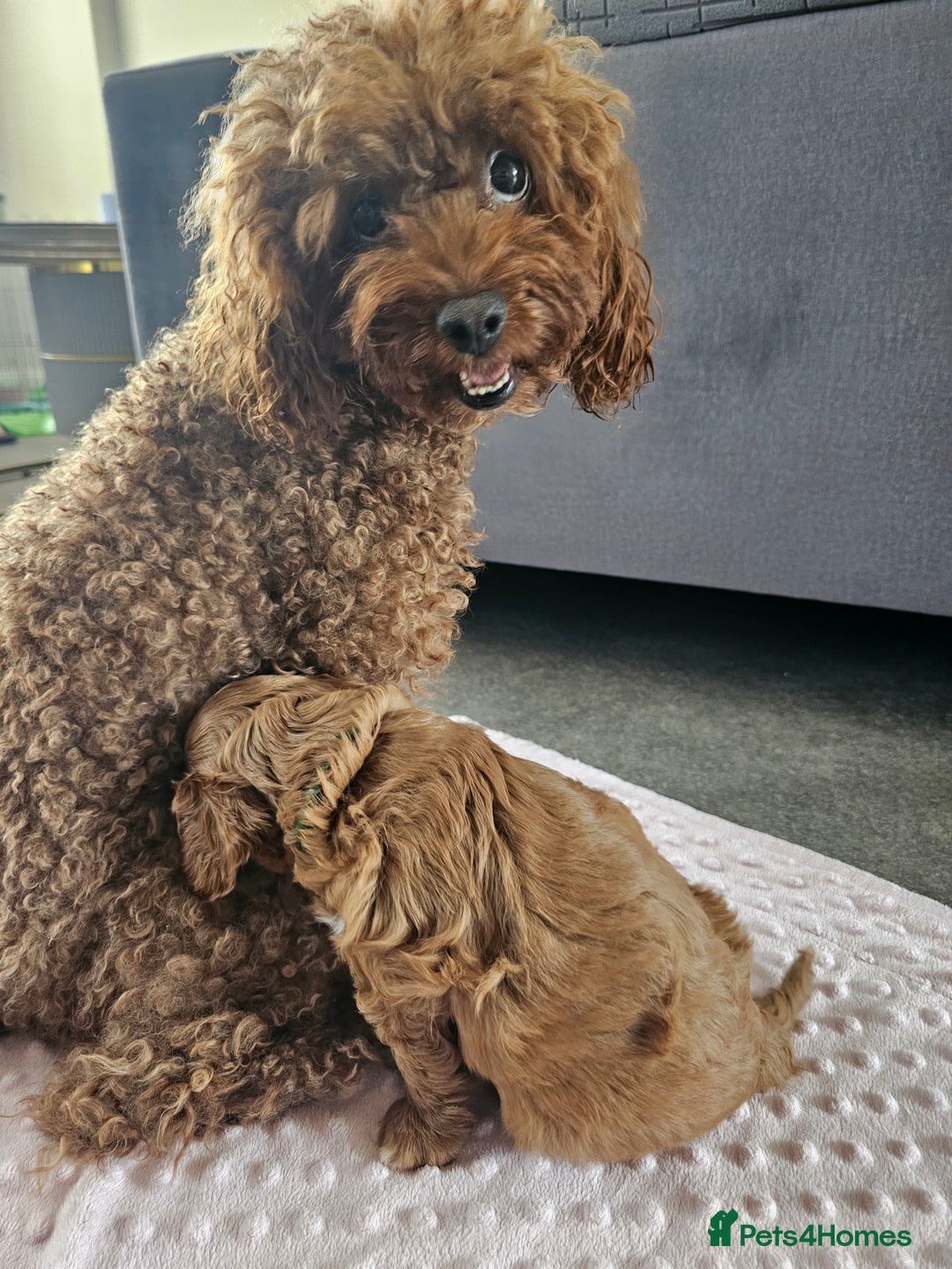Cavapoo dogs for sale: Cavapoo dna clear  - Image 11