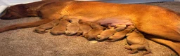 Labrador Retriever dogs for sale: KC registered puppies  - Advert 2