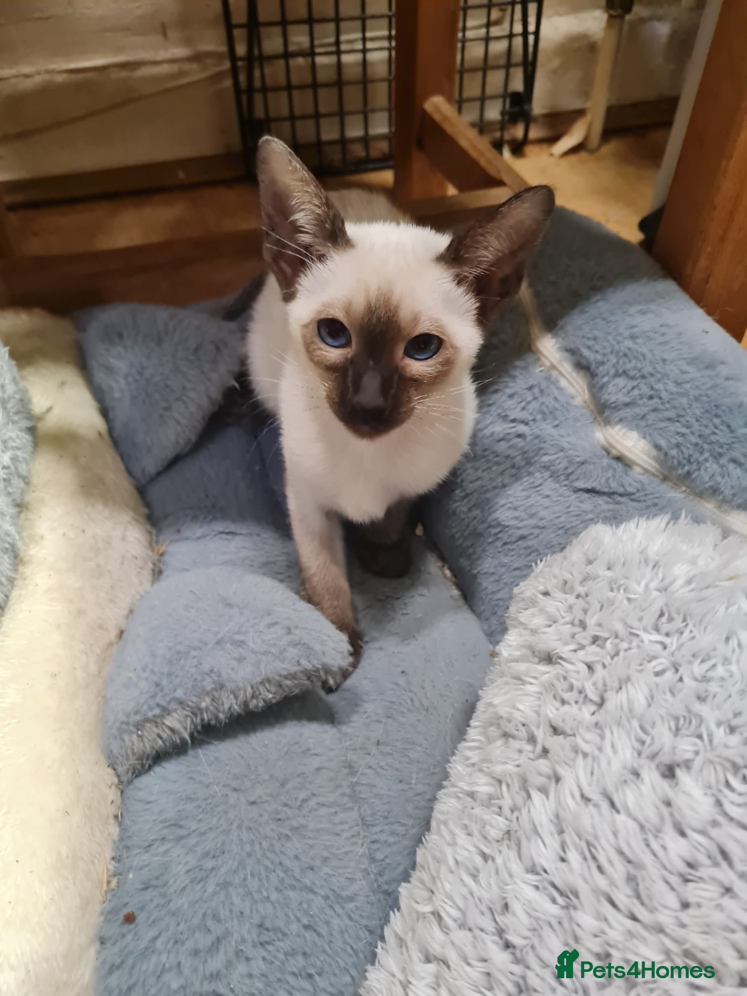 Siamese cats Exceptional GCCF Registered Siamese Kittens - Advert 2
