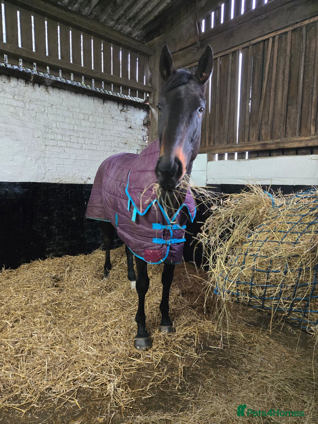 English Thoroughbred horses for sale: 17.3HH Thoroughbred  - Advert 2