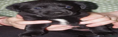 Labrador Retriever 6