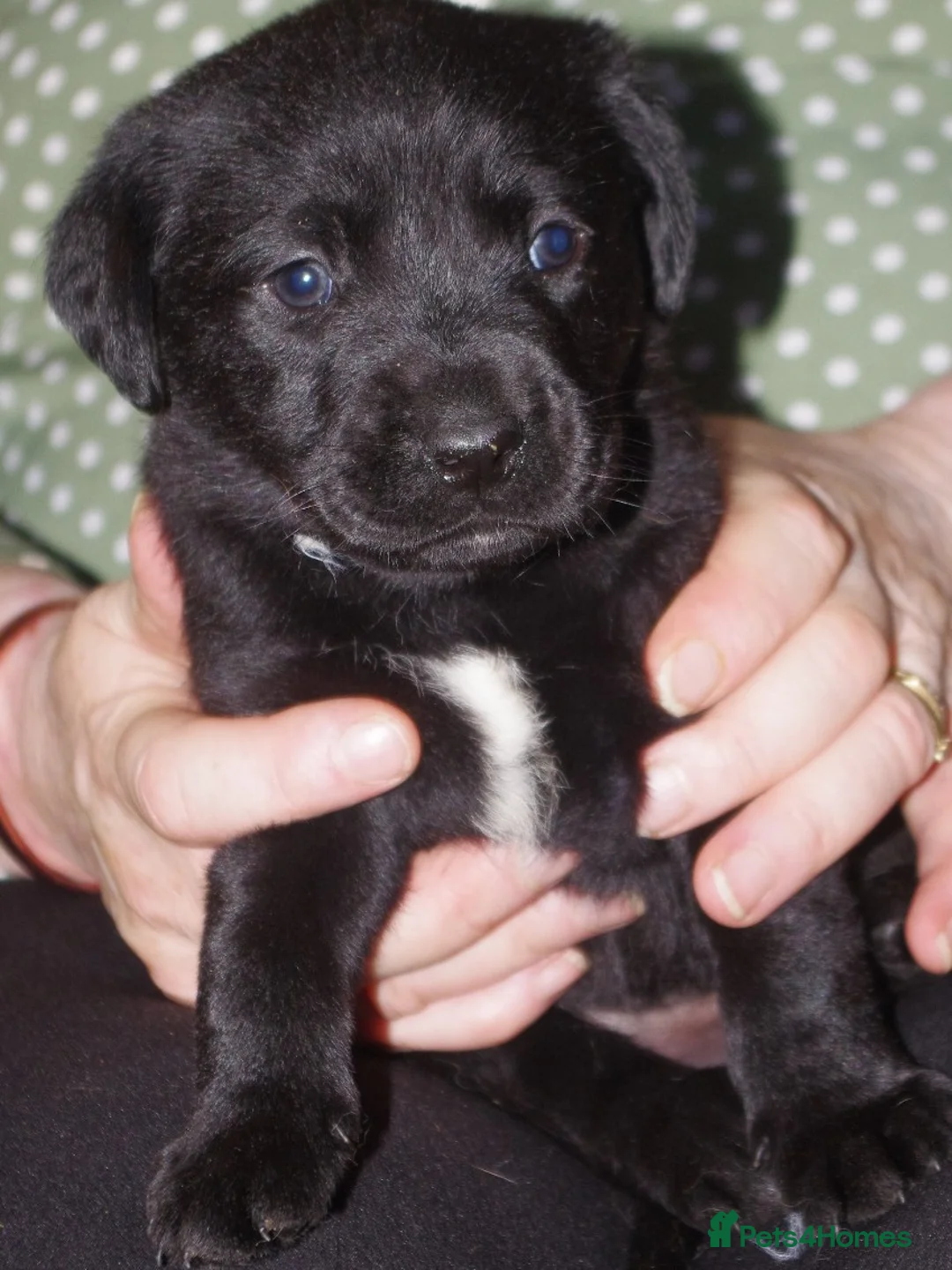 Labrador Retriever dogs for sale: lovely litter of labrador puppies in Darwen - Advert 2