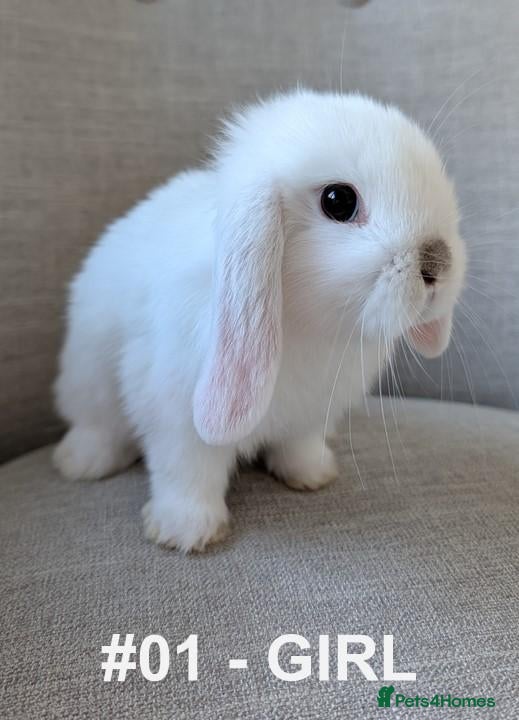 Mini Lop rabbits Exceptional Mini-Lops. Collect: Mon 7th September - Advert 2
