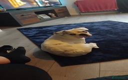 French Bulldog dogs for sale: French bulldog with blue husky coy - Advert 4