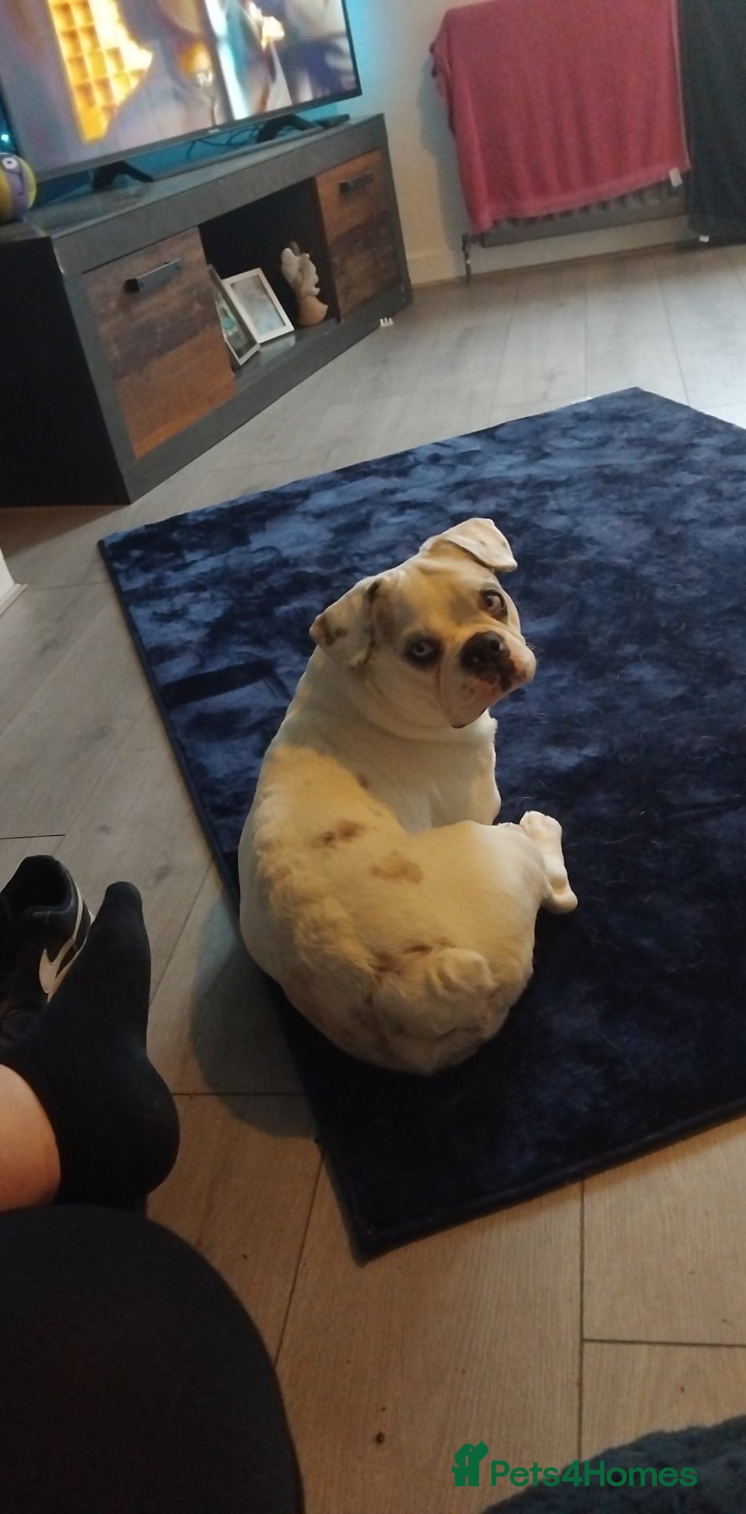 French Bulldog dogs for sale: French bulldog with blue husky coy - Advert 4