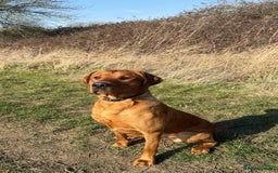 Labrador Retriever dogs for sale: Sykehead are expecting Fox Red lab pups  - Image 18