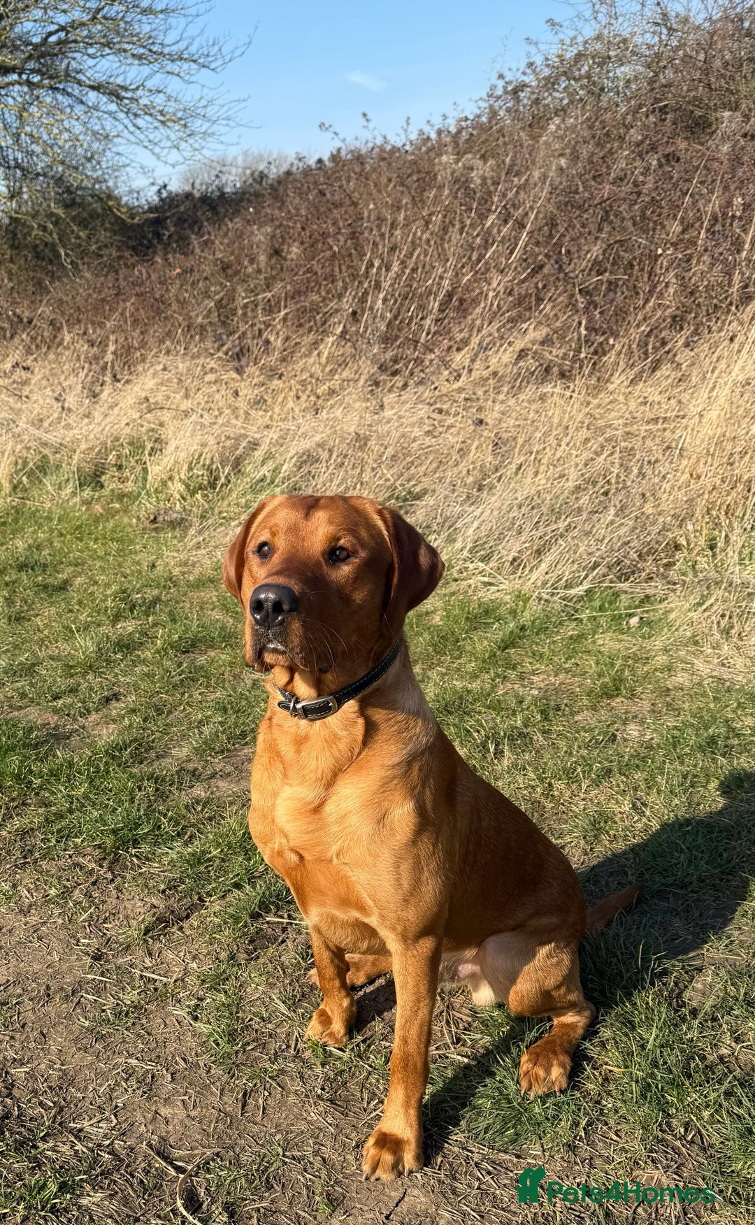 Labrador Retriever dogs for sale: Sykehead are expecting Fox Red lab pups  - Image 18