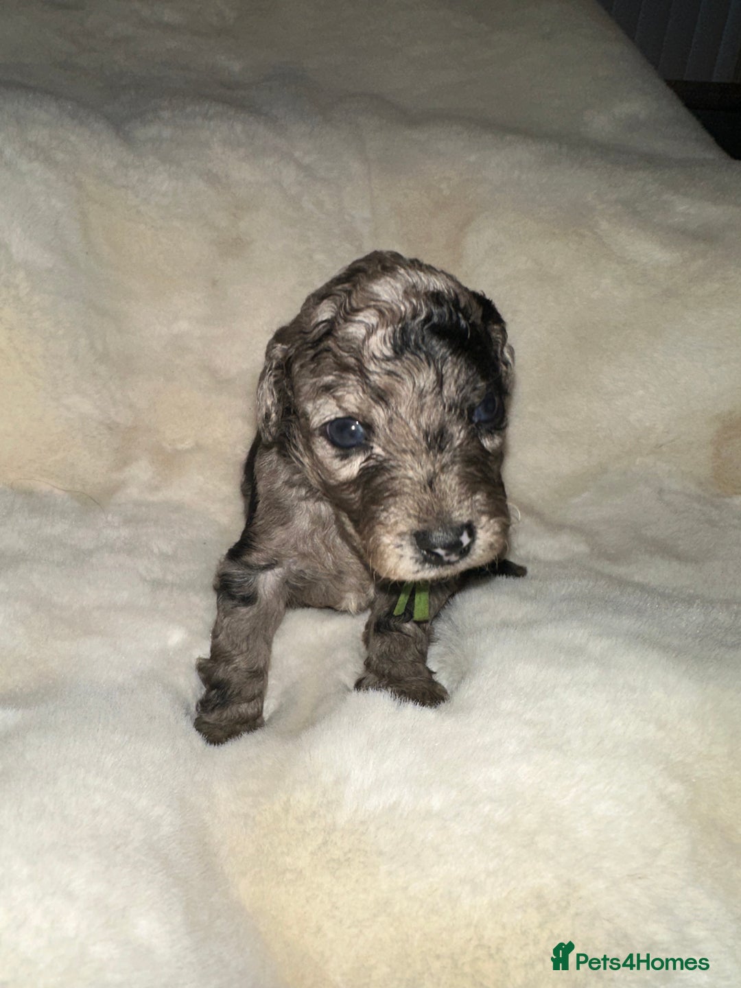 Cockapoo dogs for sale: Stunning cockapoos - Advert 7