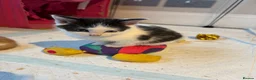 Mixed Breed cats for sale: READY TO LEAVE *2left* Part ragdoll kittens  - Advert 16
