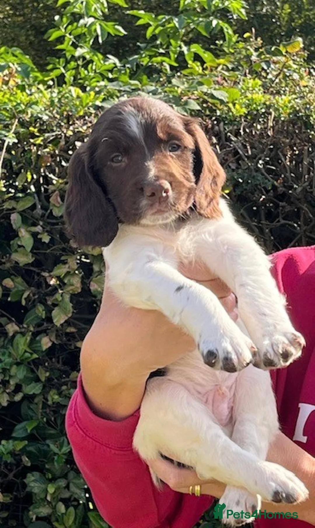 English Springer Spaniel dogs for sale: Stunning KC Registered ESS from working stock - Advert 22