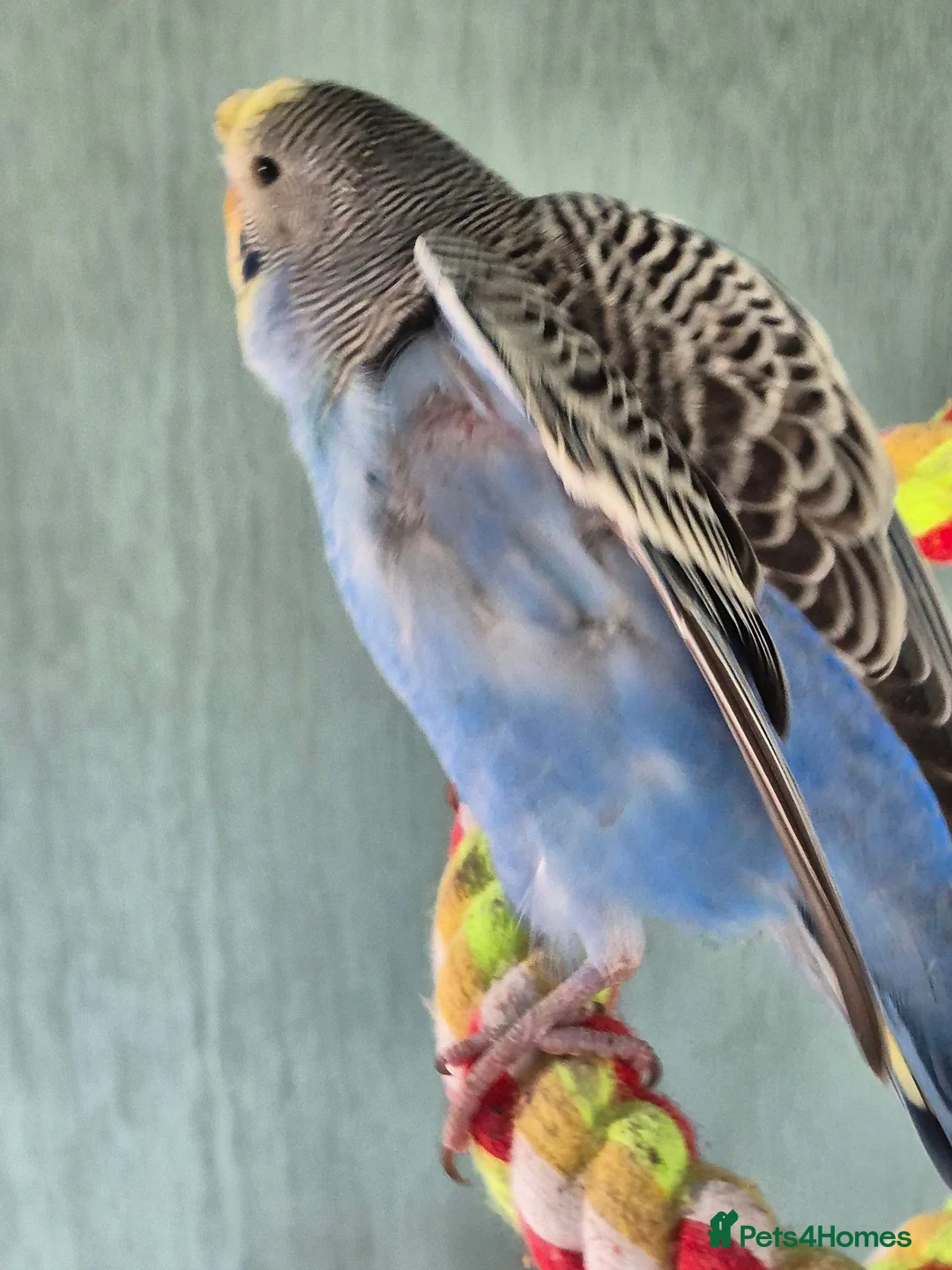 Budgerigars birds for sale: Baby budgies for sale - Advert 11