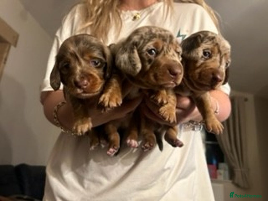 Dachshund dogs for sale: Dachshund Puppies - Advert 4