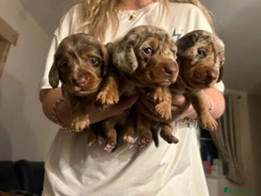 Dachshund dogs for sale: Dachshund Puppies - Advert 4