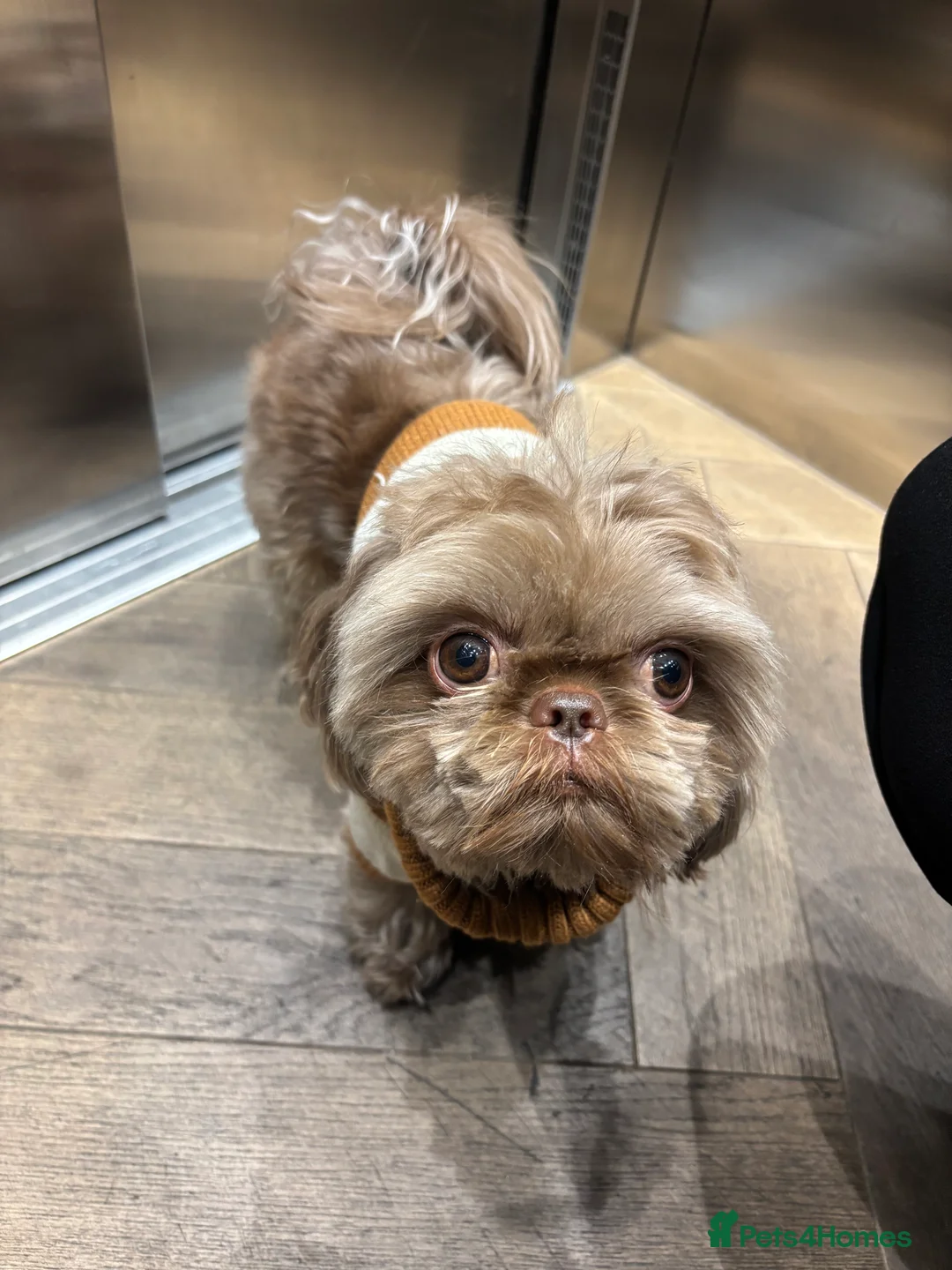 Shih Tzu dogs for stud: Chocolate Brown Imperial Shih Tzu Stud - Advert 5