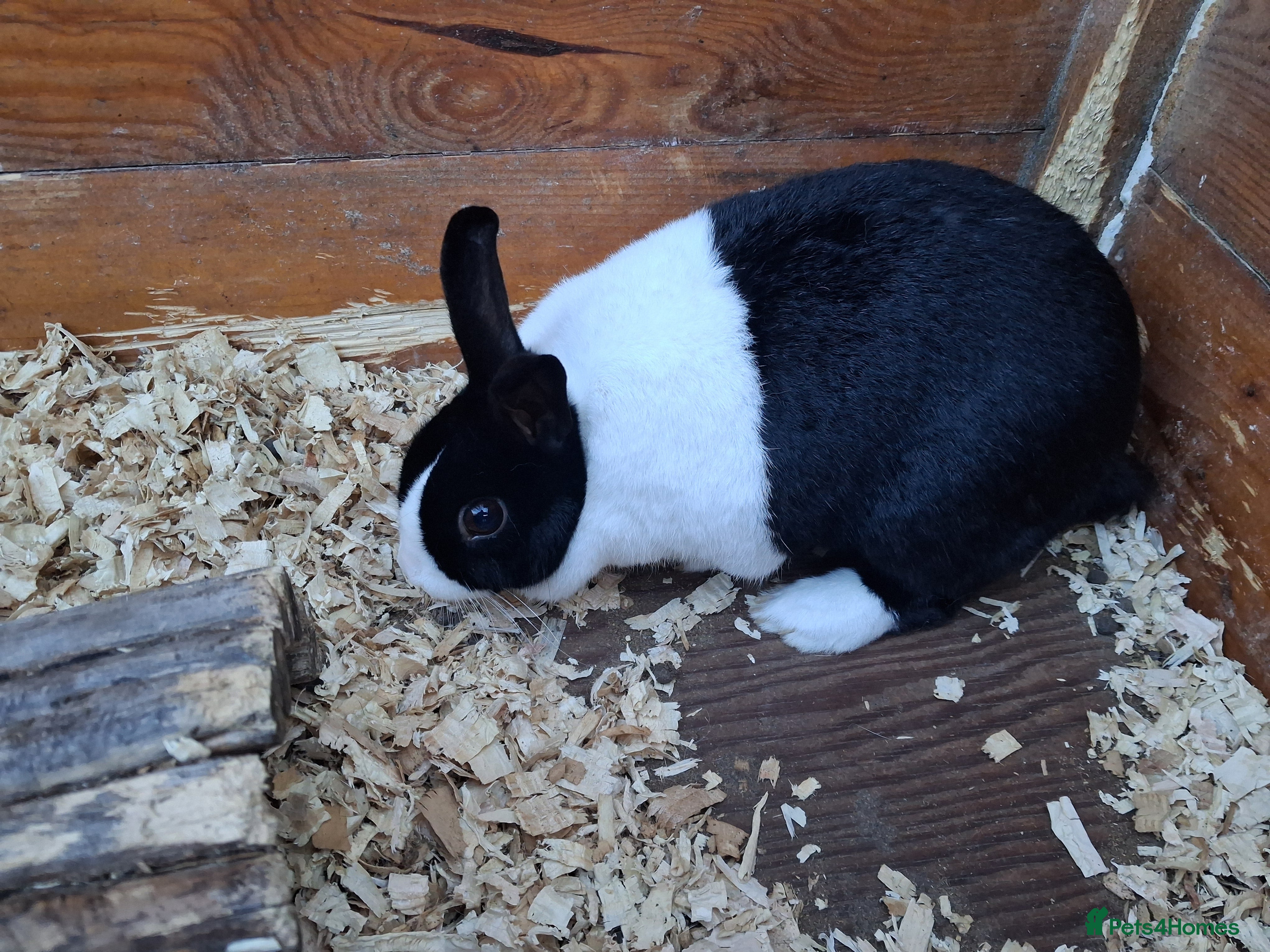 Dutch rabbits Dutch rabbit, pure bred for sale - Advert 13