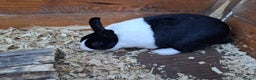 Dutch rabbits for sale: Dutch rabbits, pure bred for sale - Advert 4